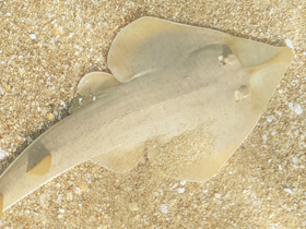 Фото Гитарник Халави