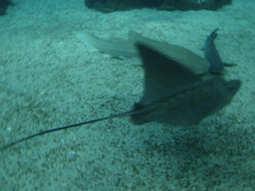 Смотреть фото Бычий орляк Фото Бычий орляк