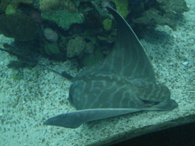 Смотреть фото Бычий орляк Фото Бычий орляк