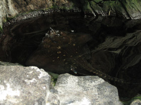 Смотреть фото Морская лисица Фото Морская лисица