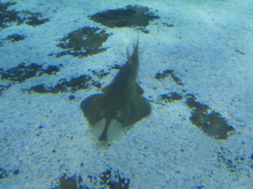 Смотреть фото Пятнистый гитарный скат Фото Пятнистый гитарный скат