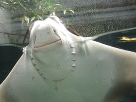 Смотреть фото Восточноамериканский бычерыл Фото Восточноамериканский бычерыл