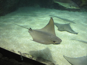 Смотреть фото Восточноамериканский бычерыл Фото Восточноамериканский бычерыл