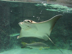 Смотреть фото Восточноамериканский бычерыл Фото Восточноамериканский бычерыл