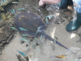 Смотреть фото Синепятнистый рифовый хвостокол Фото Синепятнистый рифовый хвостокол