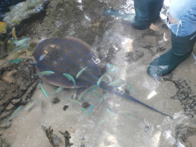 Смотреть фото Синепятнистый рифовый хвостокол Фото Синепятнистый рифовый хвостокол