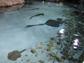 Смотреть фото Синепятнистый рифовый хвостокол Фото Синепятнистый рифовый хвостокол