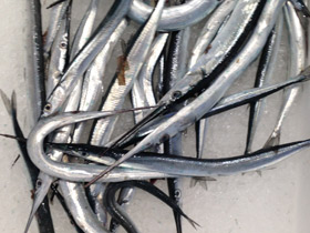 Смотреть фото Европейский сарган Фото Европейский сарган