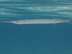 Смотреть фото Европейский сарган Фото Европейский сарган