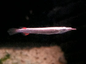 Смотреть фото Карликовый дермогенис Фото Карликовый дермогенис