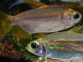 Фото Черноплавничная тетра