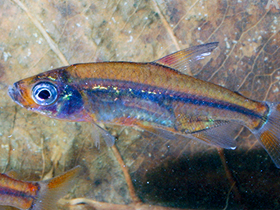 Фото Сельдевая тетра Шоутедена