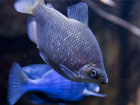 Фото Дистиход Альбина