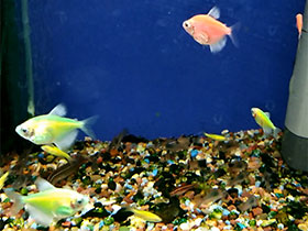 Смотреть фото Тернеция Фото Тернеция