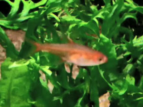 Смотреть фото Тетра аманда Фото Тетра аманда