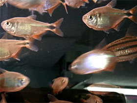 Смотреть фото Ромбовидная тетра Фото Ромбовидная тетра