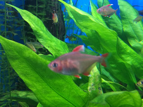 Смотреть фото Обыкновенный орнатус Фото Обыкновенный орнатус