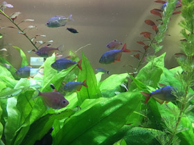 Смотреть фото Колумбийская тетра Фото Колумбийская тетра