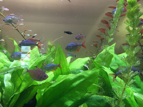 Смотреть фото Колумбийская тетра Фото Колумбийская тетра