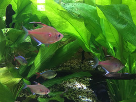 Смотреть фото Краснопятнистая тетра Фото Краснопятнистая тетра