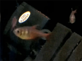 Смотреть фото Огненная тетра Фото Огненная тетра