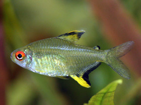 Смотреть фото Лимонная тетра Фото Лимонная тетра