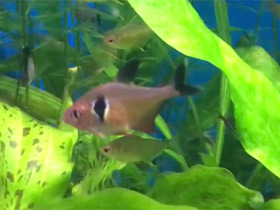 Смотреть фото Черный фантом Фото Черный фантом