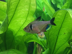 Смотреть фото Красно-желтый орнатус (фантом) Фото Красно-желтый орнатус (фантом)