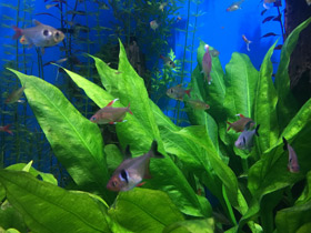 Смотреть фото Красно-желтый орнатус (фантом) Фото Красно-желтый орнатус (фантом)