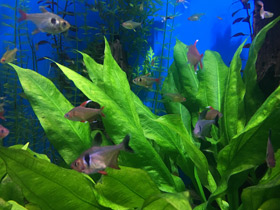 Смотреть фото Красно-желтый орнатус (фантом) Фото Красно-желтый орнатус (фантом)