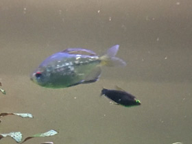 Смотреть фото Бриллиантовая тетра Фото Бриллиантовая тетра