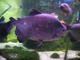 Смотреть фото Паку Фото Паку