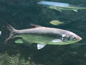 Смотреть фото Черноморско-азовская шемая Фото Черноморско-азовская шемая