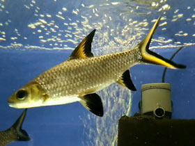 Смотреть фото Акулий балу Фото Акулий балу