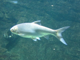 Смотреть фото Белоглазка Фото Белоглазка