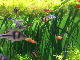 Смотреть фото Огненный барбус Фото Огненный барбус