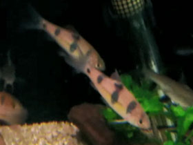 Фото Барбус-клоун