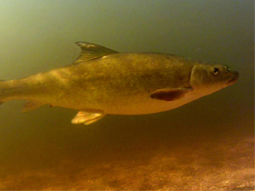 Фото Песчаный лабео