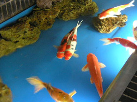 Смотреть фото Карп кои Фото Карп кои