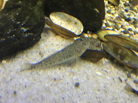 Смотреть фото Пескарь Фото Пескарь