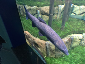 Смотреть фото Чёрный амур Фото Чёрный амур