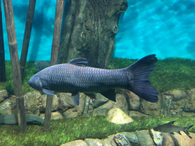 Смотреть фото Чёрный амур Фото Чёрный амур