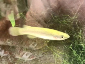 Смотреть фото Мадагаскарский пахипанхакс Фото Мадагаскарский пахипанхакс