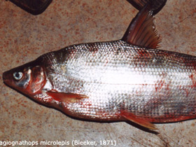 Смотреть фото Мелкочешуйный желтопёр Фото Мелкочешуйный желтопёр