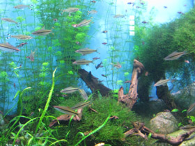 Смотреть фото Барбус денисони Фото Барбус денисони