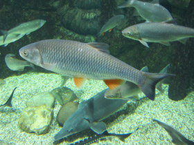 Смотреть фото Плотва Фото Плотва