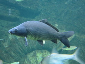 Смотреть фото Линь Фото Линь