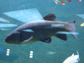 Смотреть фото Линь Фото Линь