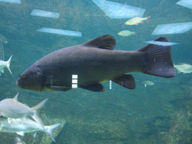 Смотреть фото Линь Фото Линь