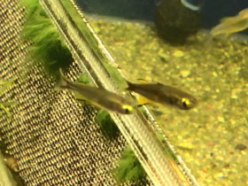 Смотреть фото Аплохейлихтис Нормана Фото Аплохейлихтис Нормана